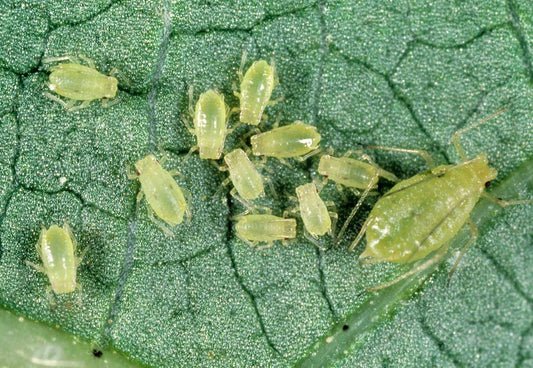Controlling of Aphids in Cotton plant