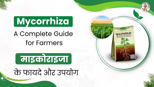 Understanding Mycorrhiza: A Complete Guide for Farmers