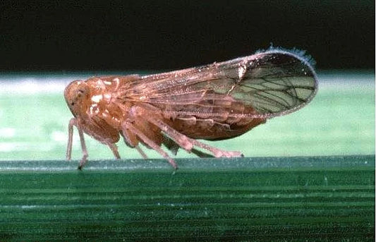 Brown Leaf Hopper in Brinjal