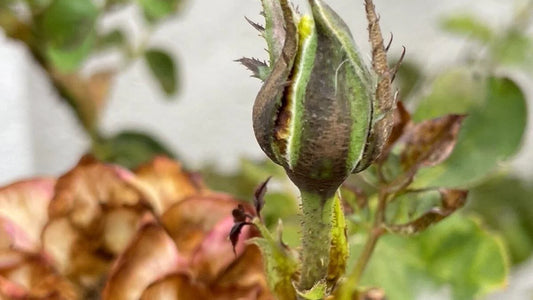  Thrips pests in Rose Crop