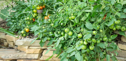 Diseases Affecting Tomato Crops At Flowering Stage