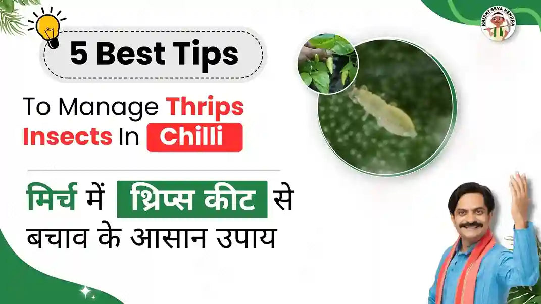 How to Manage Black Thrips in Chilli | 5 Essential Control Tips