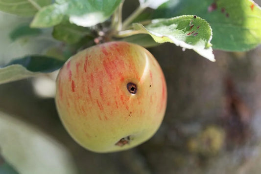 codling moth pest in apple crop