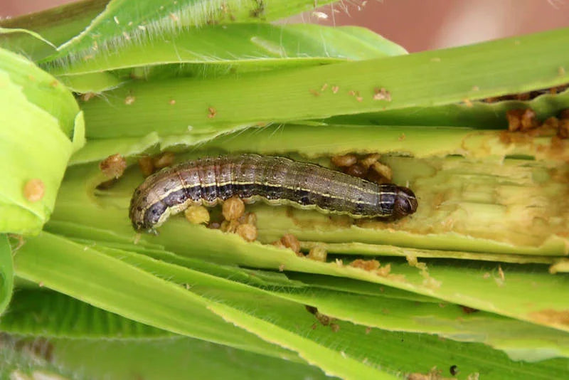 Borer pest in Cardamom Crop