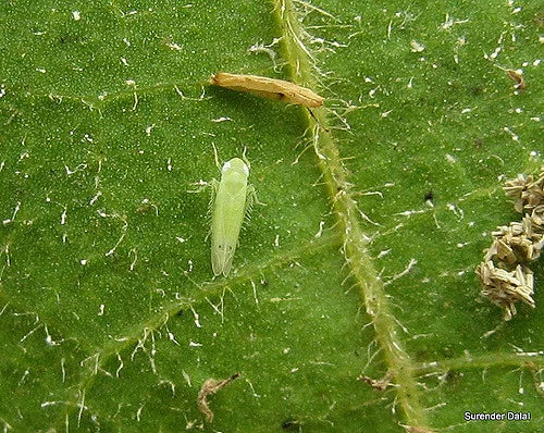 Controlling of Leaf Hopper in Cotton plant