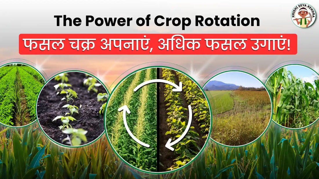 Crop Rotation Advantages : Better Soil, Better Crops