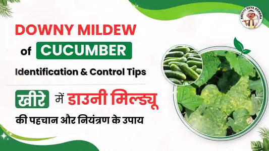 How to Identify and Control Downy Mildew in Your Cucumber Crop