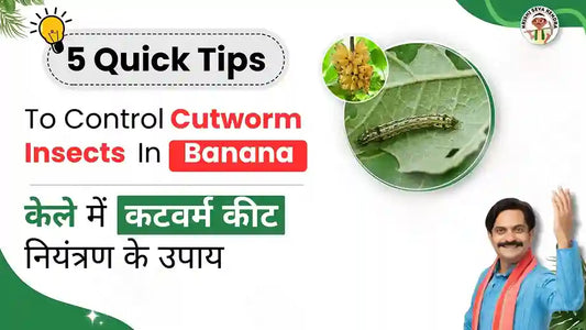 Cutworm pest in Banana Crop