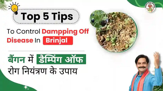 Damping Off Disease in Brinjal