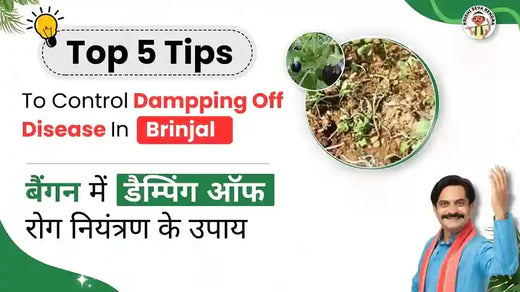 10-Step Guide for Damping-Off Disease in Brinjal & Symptoms