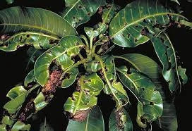 Management of Anthracnose Disease in Mango