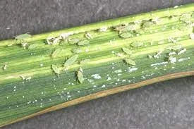 Measures to Control Aphids in Wheat