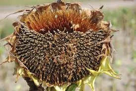 Rhizopus head rot in Sunflower Crop 