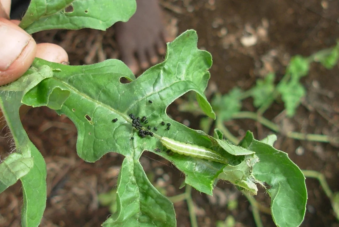 Pumpkin Caterpillar in Cucurbits