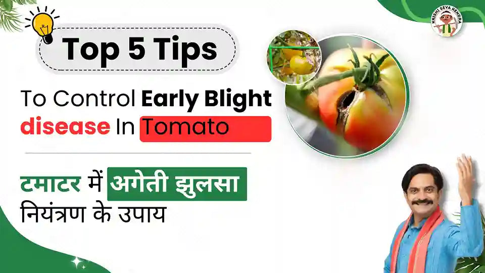 Control Measures to manage Early blight in Tomato Crop