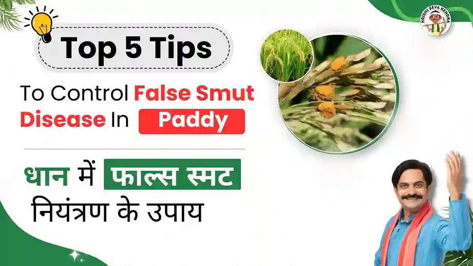 False smut in Paddy Crop