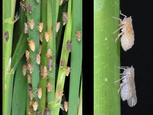 Management of Brown plant hopper in Paddy Crop