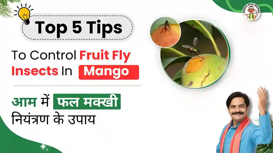 Effective Management Of Fruit fly In Mango