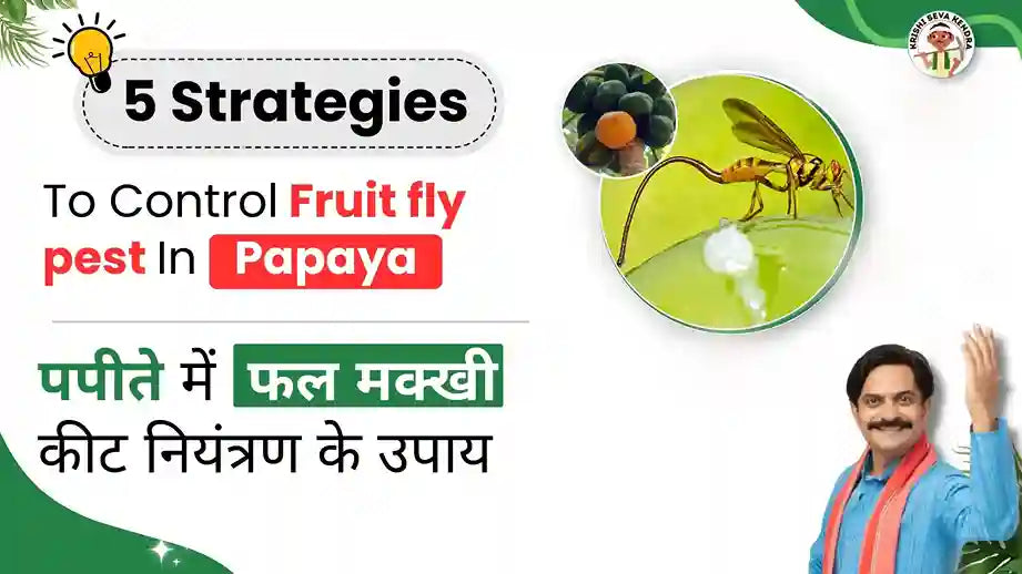 Fruit fly Pest in Papaya Crop