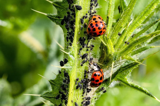 how-to-control-pests-naturally-and-boost-crop-health