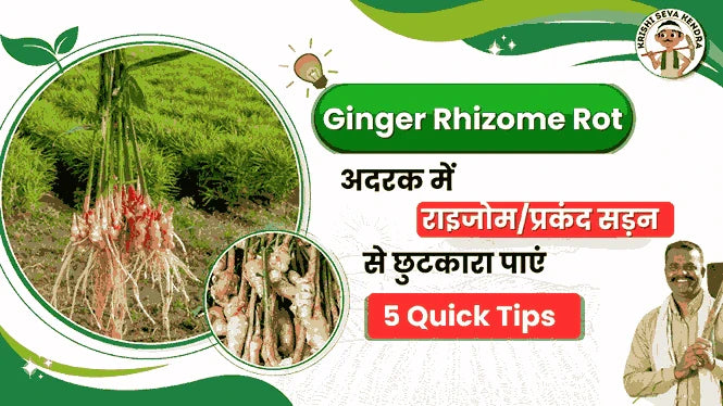 Ginger Rhizome Rot: Causes, Symptoms, and Effective Control Strategies