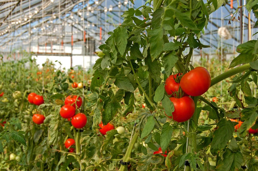 Diseases Affecting Tomato Crop At Vegetative Stage
