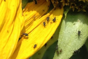 Jassids(Planthopper) in Sunflower Crop