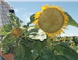  Downy Mildew Disease in Sunflower