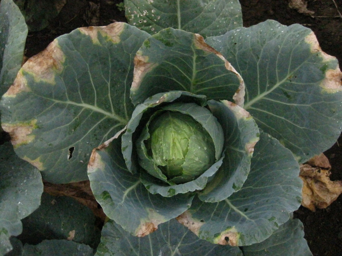 Black Rot Disease in Cabbage crop