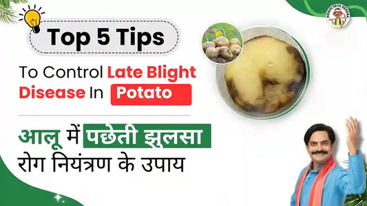 Understanding and Managing Late Blight In Potato