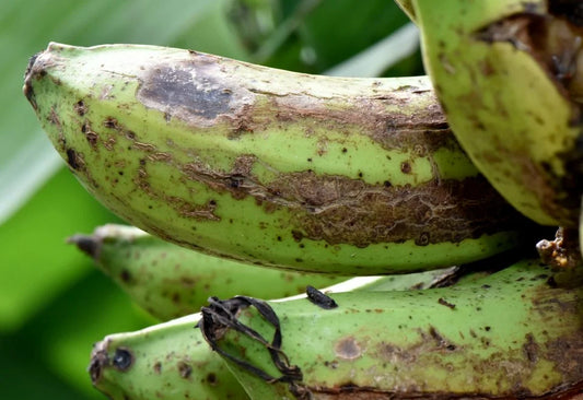 Thrips in Banana crop