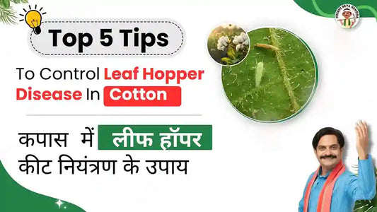 Leaf Hopper in Cotton