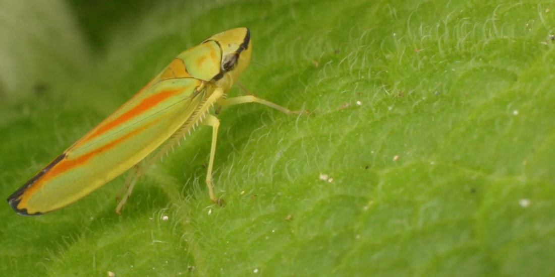 Leafhopper, Types, Habits & Prevention