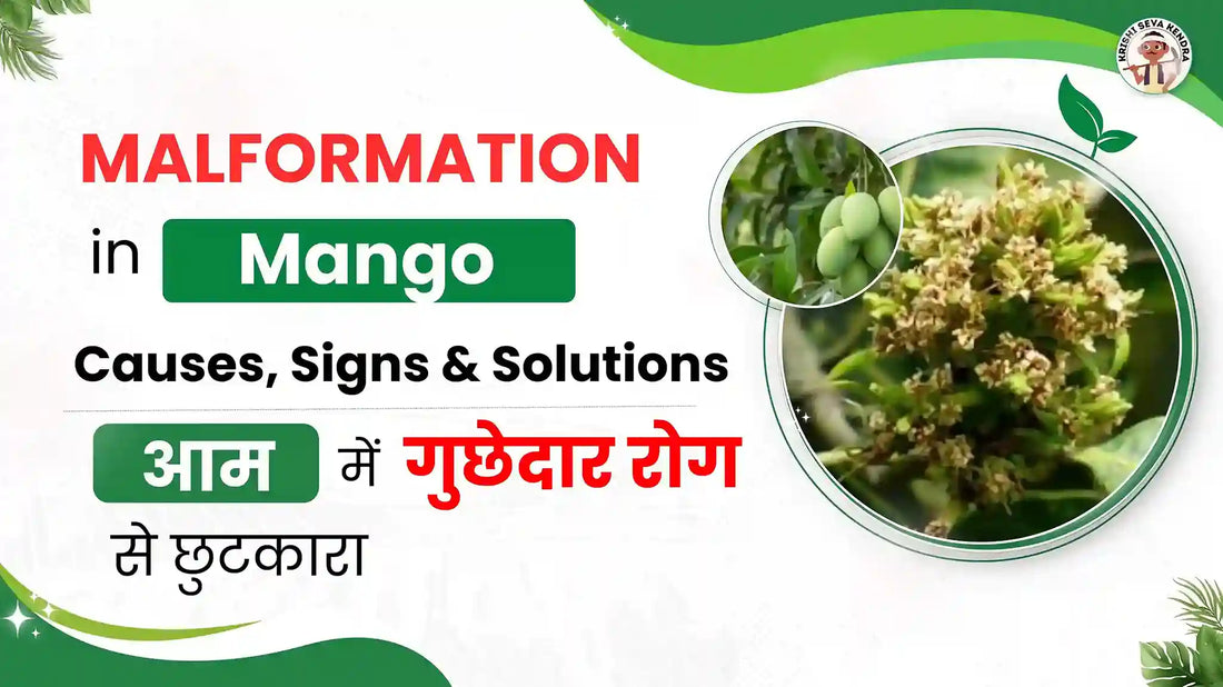 Mango Malformation: Causes, Symptoms & Control Measures