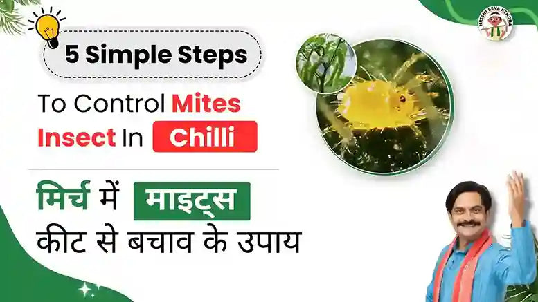 Effective Mite Control for Chilli Plants | Krishi Seva Kendra