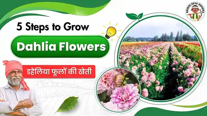 Dahlia Flower Cultivation in India: Sowing Time and Growing Tips