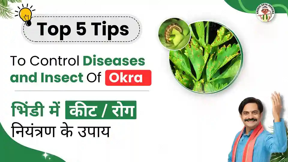 Diseases, Insect-pests Of Okra | Their Symptoms And Control Measures.