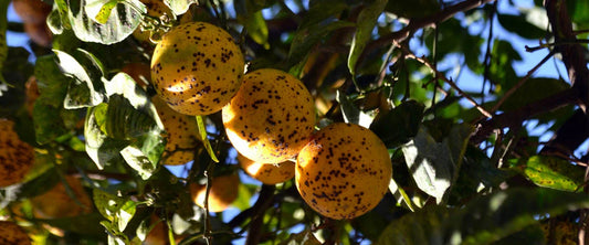 Aphids in Citrus Crops