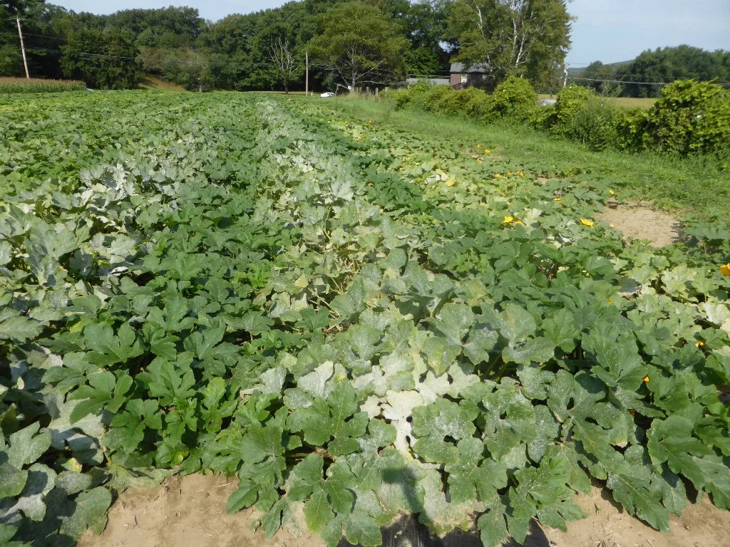 Powdery Mildew Disease in Cucurbits