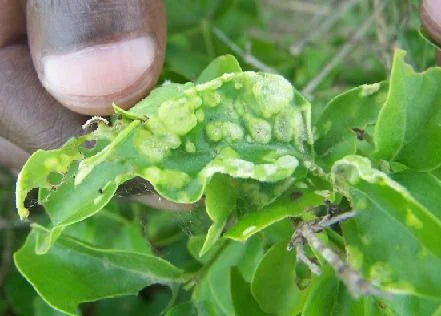 Mites pest in jasmine crop