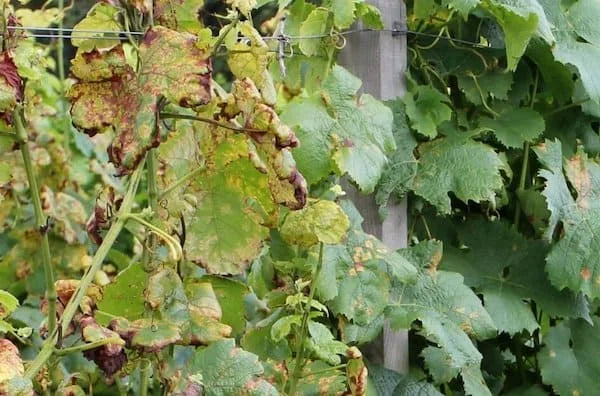 Downy Mildew Disease in Grape Crop