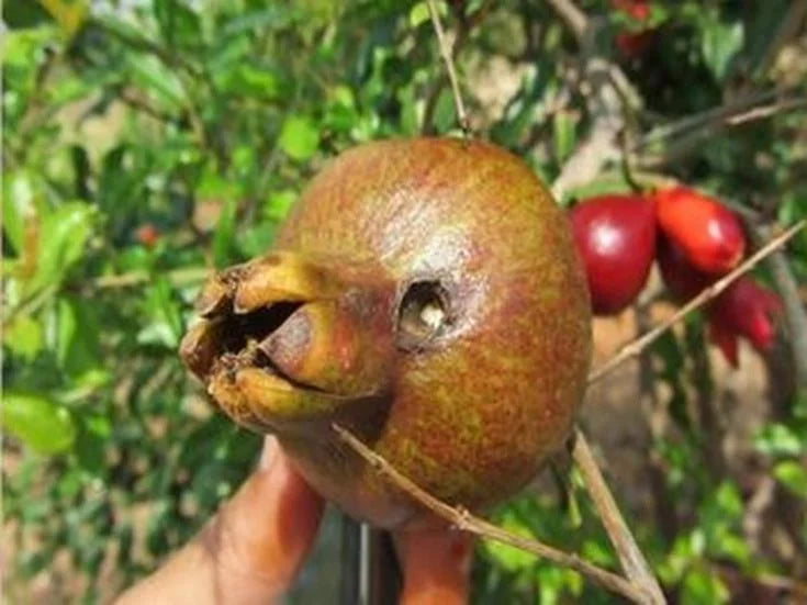 Anar butterfly in Pomegranate Crop