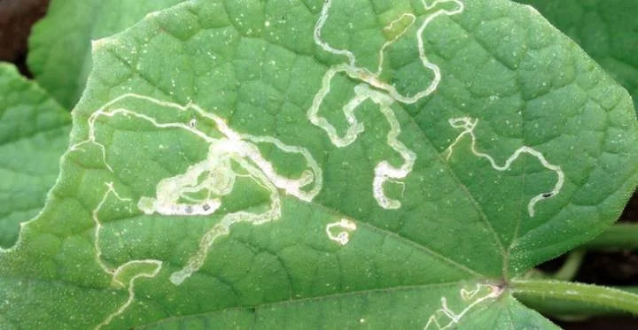 Leaf Miner pests in Orange Crop