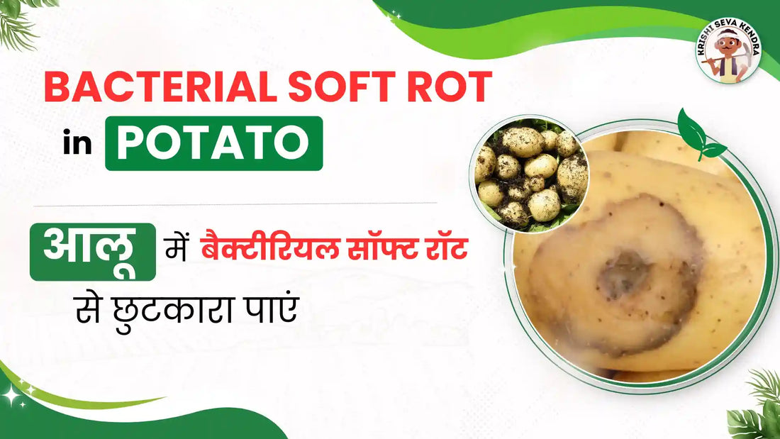 Understanding bacterial soft rot of potato :  causes ,symptoms and solution