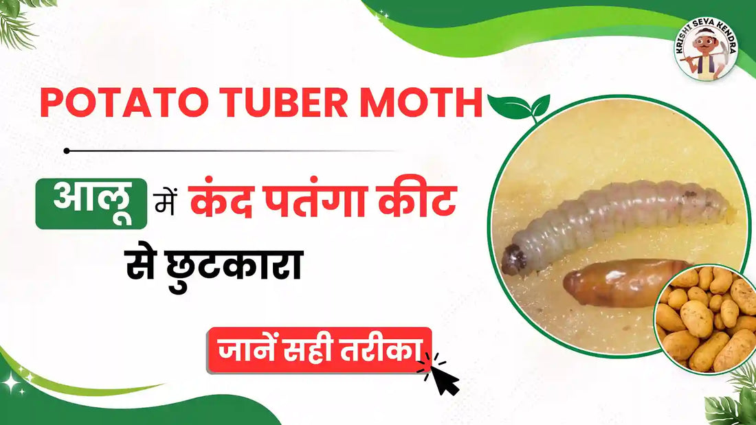 How to Control Potato Tuber Moth: Symptoms, Damage, and Prevention