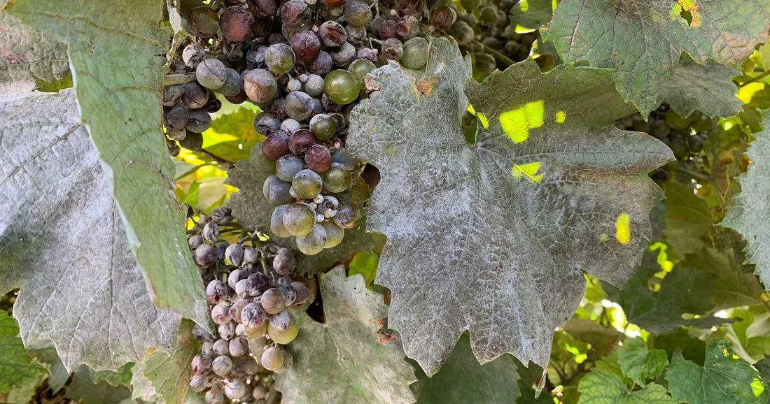 Powdery mildew disease in Grapes Crop