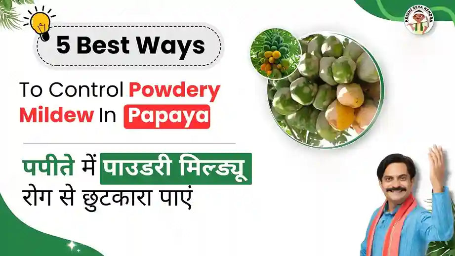 Powdery Mildew Disease in Papaya Crop