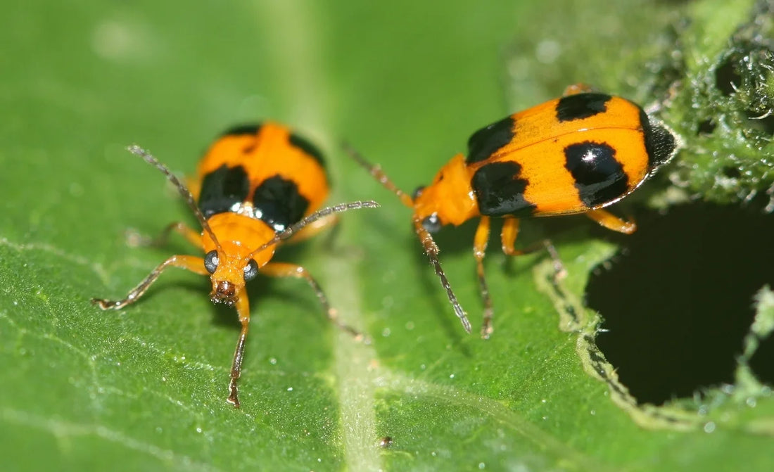  Pumpkin Beetles in Cucurbits Plant