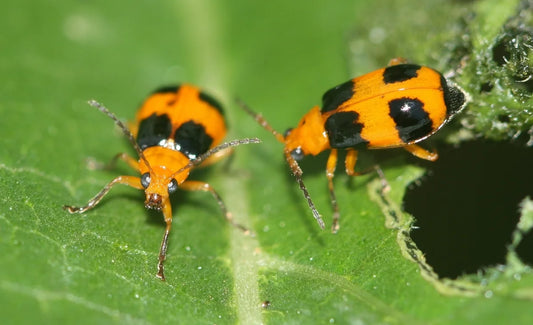  Pumpkin Beetles in Cucurbits Plant