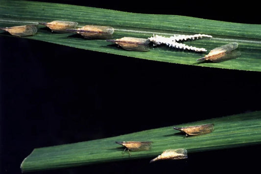 Leafhopper pest in Sugarcane crop